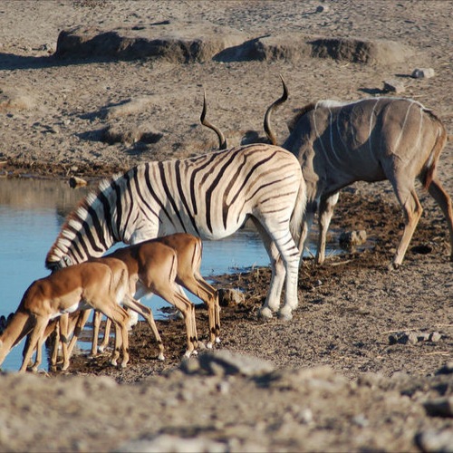 Etosha Nationaal Park, dieren